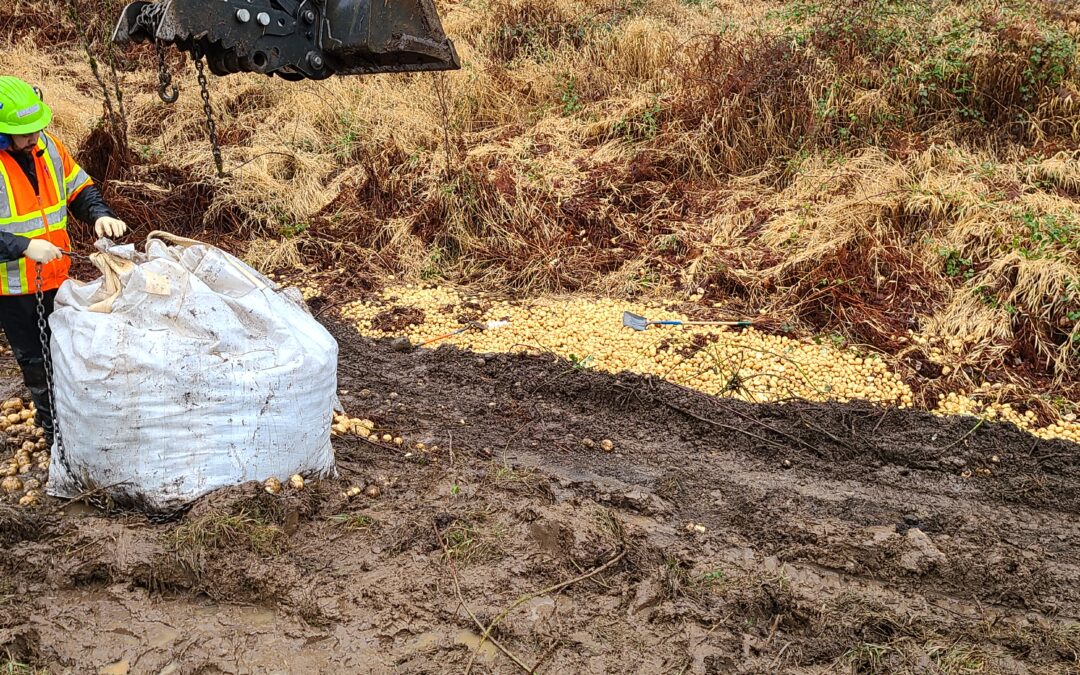 Digging Potatoes – Spud Spill Cleanup